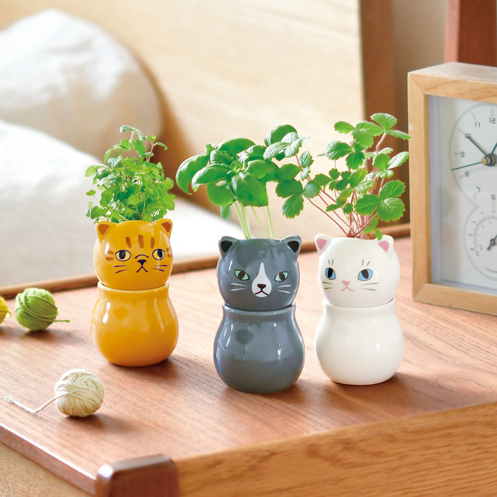 博多店】ニャンとも可愛い栽培キット - 店舗のイチオシ - ハンズ博多店